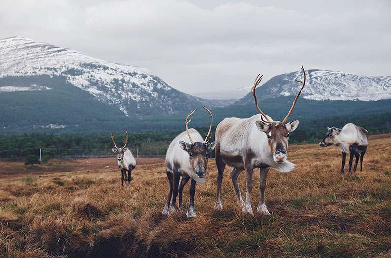 Nearly a quarter of Europe has the potential to be a wildlife haven