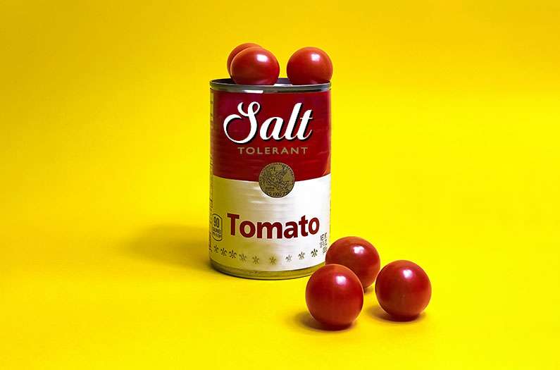 A tiny tomato may harbor the secret to salt-tolerance in a climate-changed world