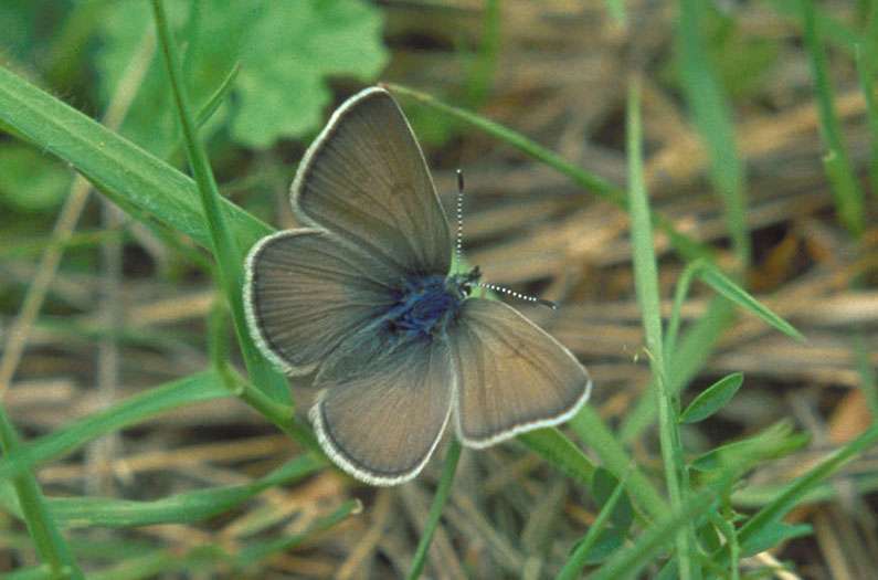 In this case, a human touch helped revive a species—instead of endangering it.