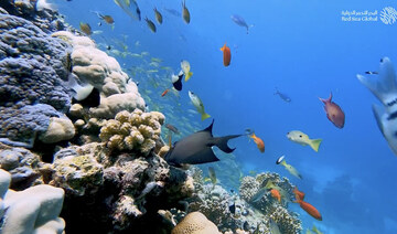 How Saudi Arabia is developing tourism while protecting its precious marine ecosystems