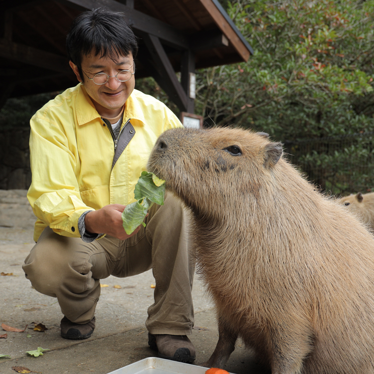 圧倒的にバズるカピバラ動画　TikTokで世界とつながった長崎の動物園