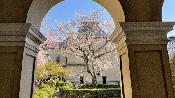 京都府庁旧庁舎で、名建築と桜のコラボレーション