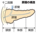 写真・図版