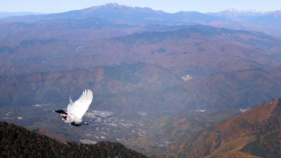 神の鳥ライチョウ　復活プロジェクトを追う