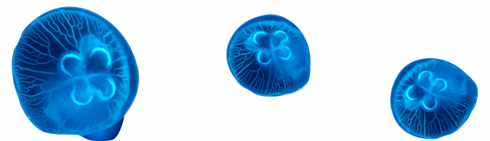 foregroundjellyfish2.png