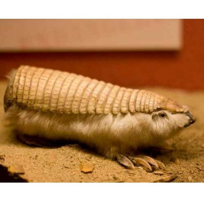 Pink Fairy Armadillo