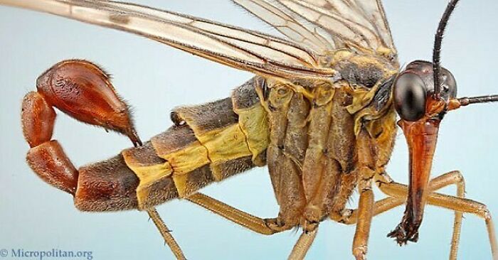 Scorpion Fly