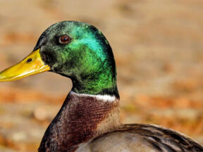 Duck photo