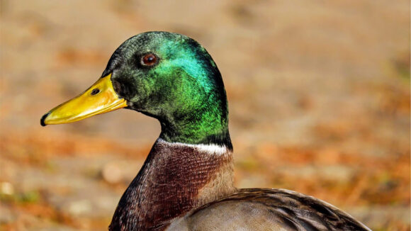 Duck photo