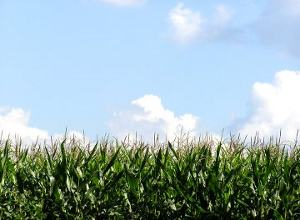 Corn field