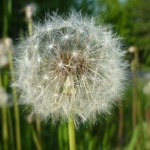 grasses-pollination