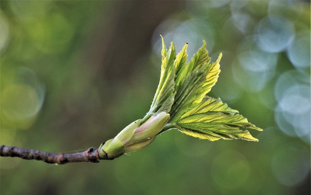 Plant Life Cycle