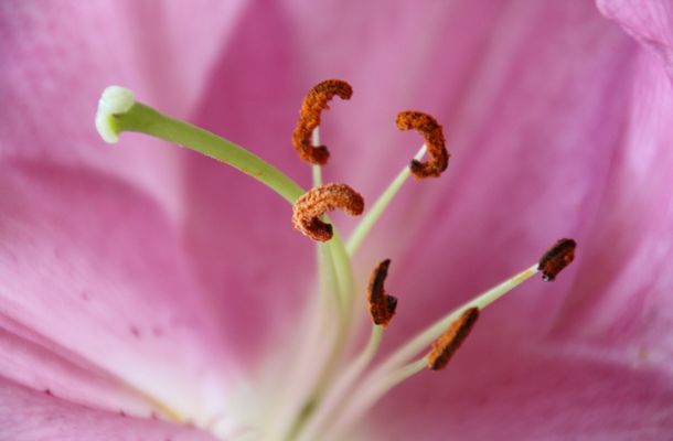 Parts of a flower