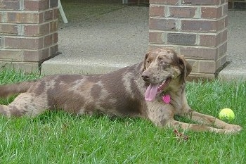 Sadie the Louisiana Catahoula Leopard Dog is laying in a yard in front of a back porch with a tennis ball in front of it. Its mouth is open and tongue is out