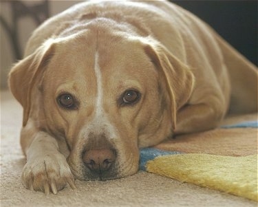 Close Up head on front shot - A yellow with white Labbe is laying down on a yellow, blue and orange throw rug that is laying on top of a tan carpet.