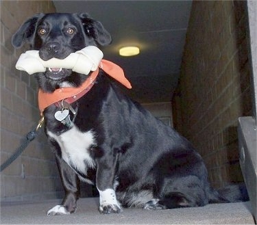 Dinah Washington Powell the black and white Corgidor is sitting at the top of a set of stairs with a rawhide bone in her mouth