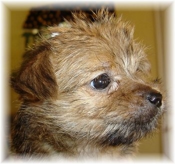 Close Up the side of a Carkie puppy's head