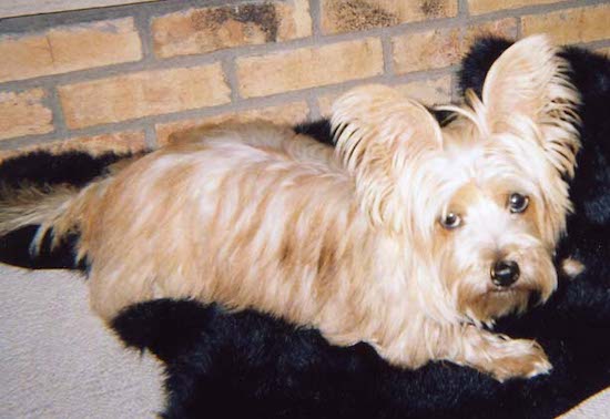 Max the Carkie laying on a blanket in front of a brick wall and looking at the camera holder