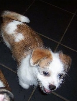 View from the top looking down at the dog - A brown and white Shorgi puppy is standing across a tiled floor, it is looking forward, its head is slightly tilted to the right and its mouth is open. The pup looks happy.