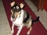 Close Up - Patches the Smooth Collie is sitting on a red rug. His mouth is open looking like he is smiling