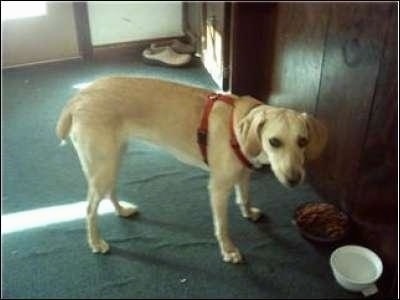 A Kemmer Stock Mountain Cur is wearing a red harness standing on a green carpet next to a wood paneling wall in front of a food and water bowl.