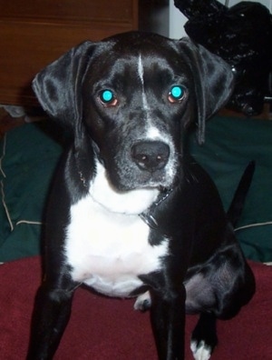 Close up - A black with white Boxspring is sitting on a rug and it is looking forward.