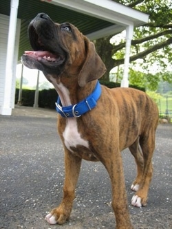 Close up - The front left side of a brindle with white Boxer puppy that is standing across a blacktop surface, it is looking up and to the left, its mouth is open and it looks like it is smiling.