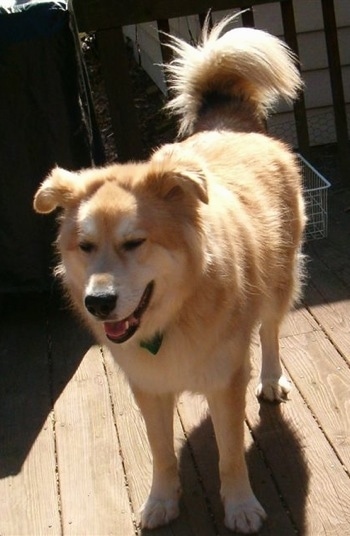 A tan with white Goberian is standing on a wooden deck panting.