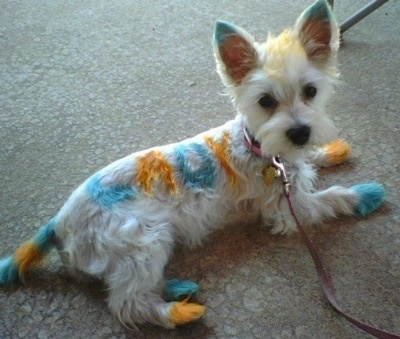 A white Highland Maltie is laying on a floor and it has orange and teal-blue paint all over it.