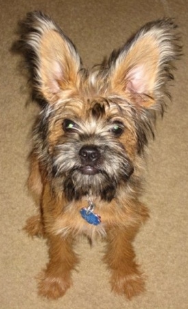 Close up front view - A perk-eared, tan with black Papigriffon dog is sitting on a carpeted floor looking up. The dogs ears are very large with fringe hair on them.