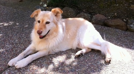 A tan and cream Gollie dog is laying on a sidewalk in front of a flowerbed.