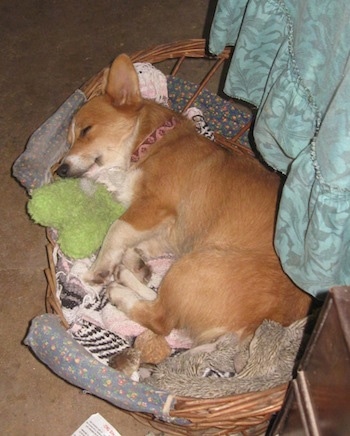 A tan with white Pembroke Welsh Corgi is sleeping in a wicker basket.