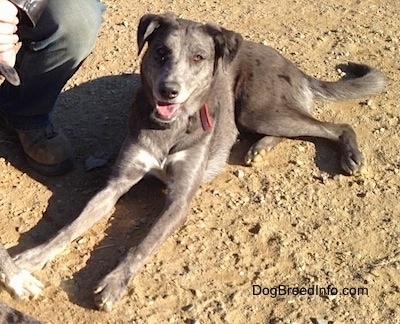 Dixie the Catahoula Leopard Dog is laying next to a person in dirt with its mouth open