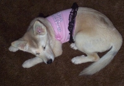 View from the top looking down at the dog of a perk-eared, tan with brown Pomsky puppy wearing a pink shirt with black lace laying down on a brown carpet sleeping.