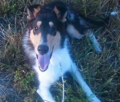 Close Up - Dallas the tricolored Smooth Collie is laying outside in grass  with his mouth open and tongue out looking like he is smiling