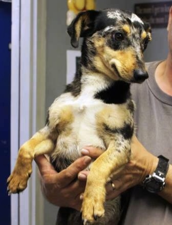 Ozzy the black, brown, gray and white Dorgi is being held in the air by a person