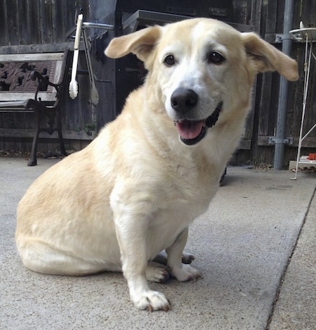 Annabelled the tan Corgidor with huge ears is sitting outside in a backyard. There is a Grill and a bench behind her.