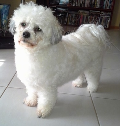 A white with grey Highlang Maltie is standing on a white tiled floor and looking forward. Its head is slightly tilted to the right.