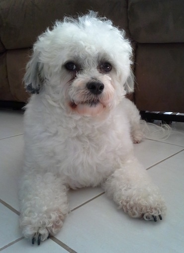 A white with grey Highland Maltie is laying on a white tiled floor with a brown couch behind it