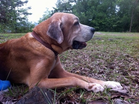 Close up front side view - The right side of a graying tan Rhodesian Bernard dog laying in grass and it is looking to the right. The dog is a large breed and has a lot of extra skin. He looks calm.