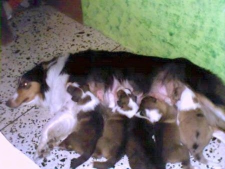 Queeny the Rough Collie is laying on a white tiled floor that has black spots on it and feeding a litter of puppies