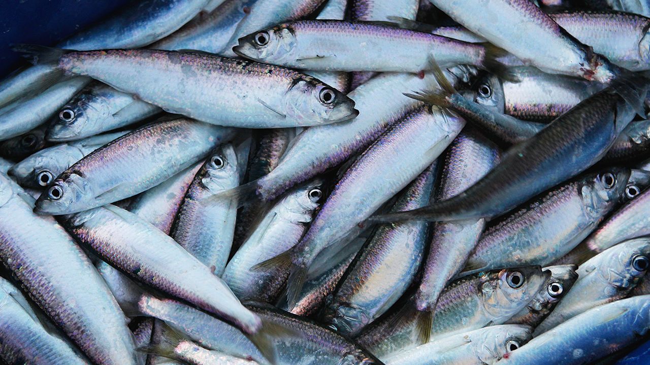 Close up of caught Herring fish.