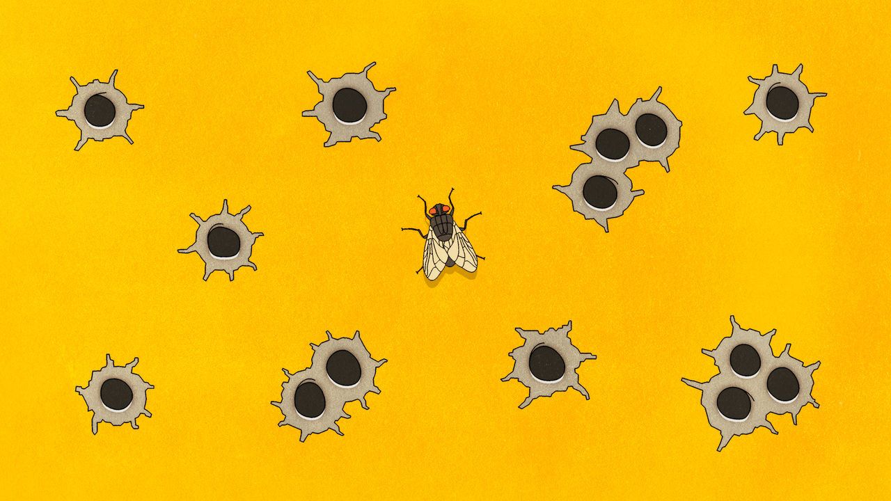 A housefly surrounded by bullet holes