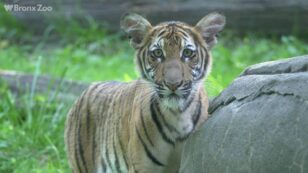 Coronavirus: Tiger at Bronx Zoo Is First Animal in U.S. to Test Positive