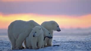 Record Low Sea Ice in Hudson Bay Putting Polar Bears at Risk of Extinction