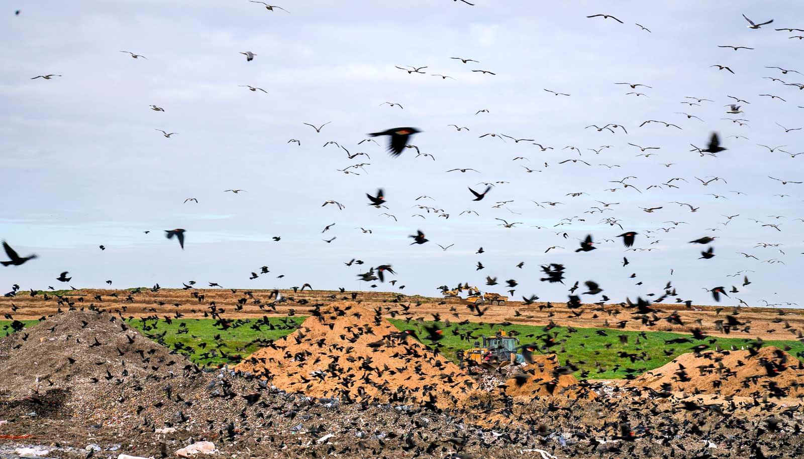 flock of red-winged blackbirds at landfill