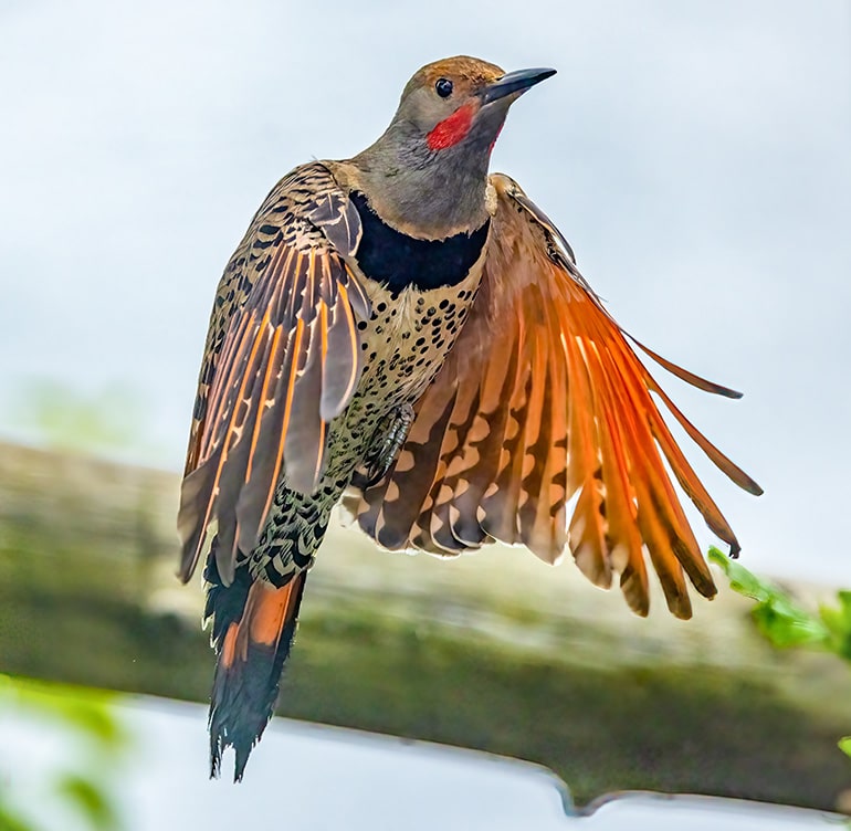 woodpecker with orange underwings, a black bib, and red hulk hogan