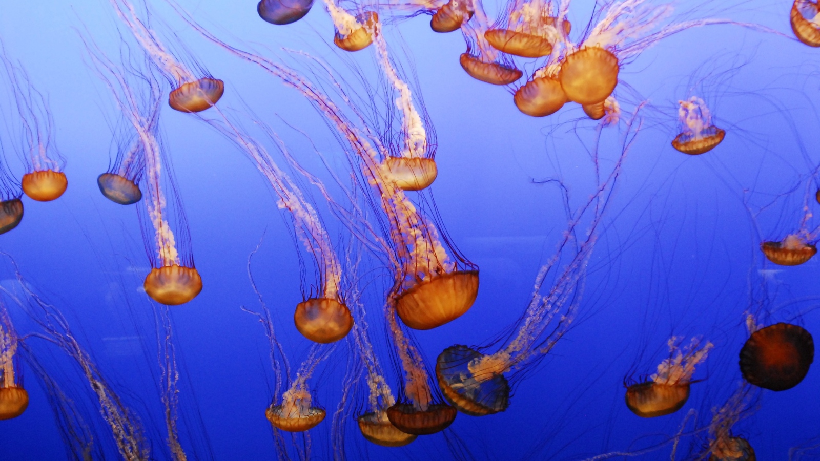 jellyfish