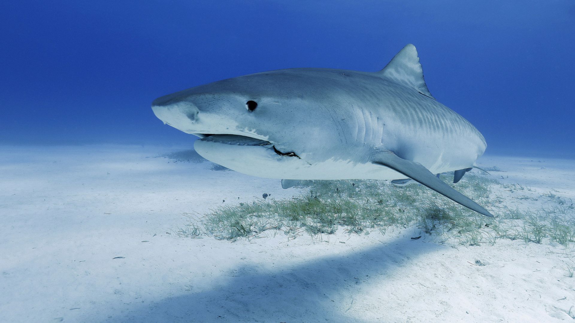 shark remains