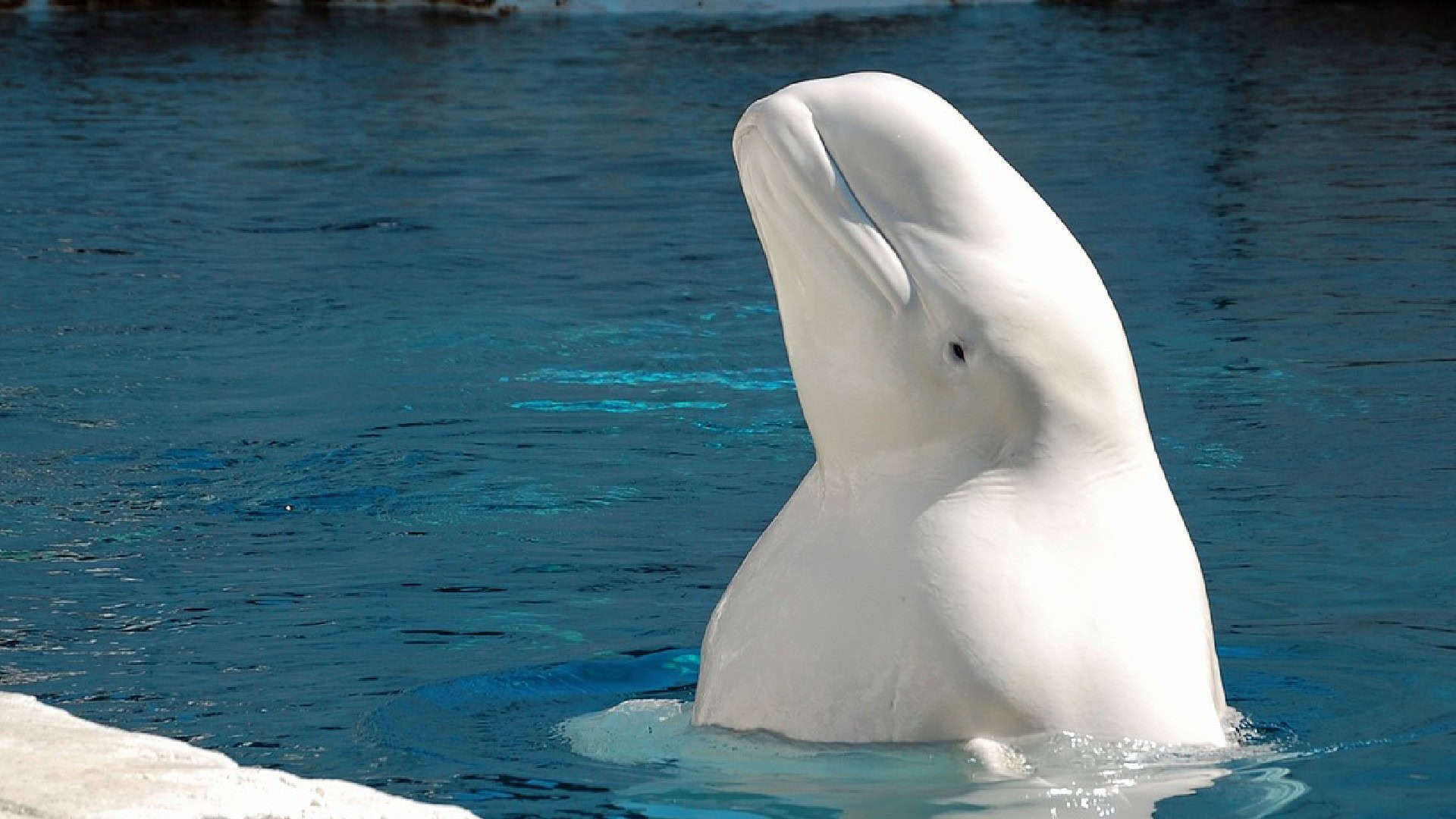 beluga whale